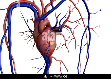 Menschliche Herz Modell, volle Beschneidungspfad enthalten, menschliche Herz für medizinische Studie, menschliche Herz Anatomie Stockfoto