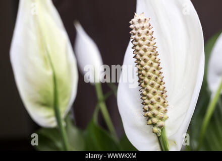 Blühende weiße Blumen spathiphyllum. Stockfoto