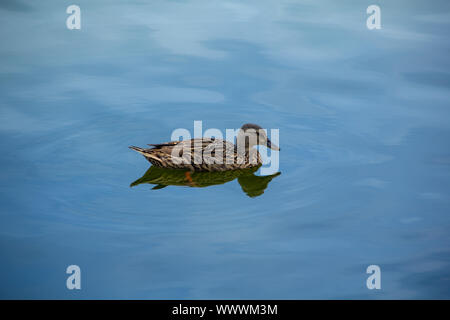 Ente schwimmend auf einem blauen See an einem klaren Tag Stockfoto