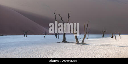 Tot Camelthorn Bäume und roten Dünen in Deadvlei, Sossusvlei, Namib-Naukluft-Nationalpark, Namibia Stockfoto
