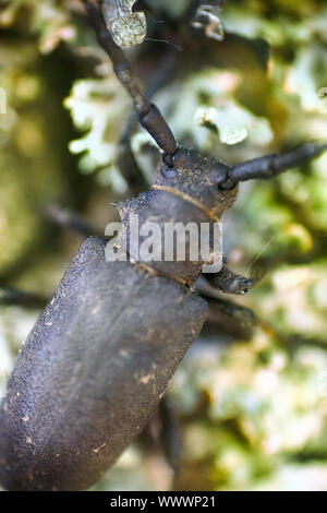 Longhorn Käfer krabbelte auf Eiche Stockfoto