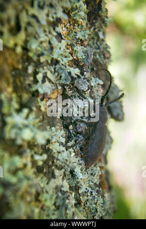 Longhorn Beetle auf Kriechen Stockfoto
