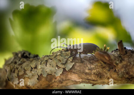 Longhorn Käfer krabbelte auf Eiche Stockfoto