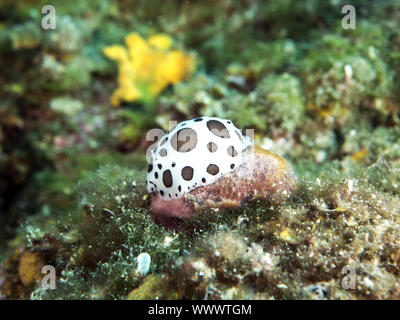Leopard Sea Slug (Peltodoris atromaculata) Stockfoto