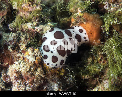 Leopard Sea Slug (Peltodoris atromaculata) Stockfoto