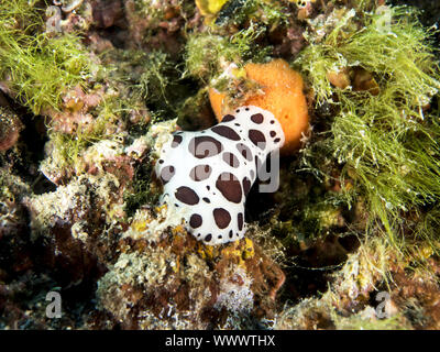 Leopard Sea Slug (Peltodoris atromaculata) Stockfoto