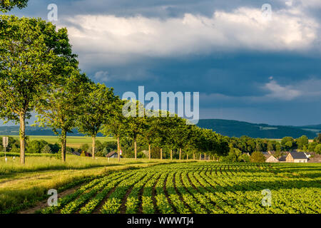 Reihen von jungen grünen Pflanzen auf ein fruchtbares Feld mit dunklen Boden in warmer Sonnenschein unter dramatischen Himmel Stockfoto