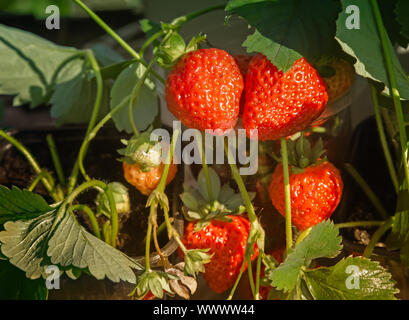 Erdbeere reife Beeren im Garten. Stockfoto