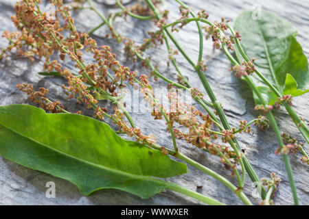 Sauerampfer-Samen, Sauerampfersamen, Ampfer-Samen, Ampfersamen, Samen, Saat, Kräuterernte, Sauerampfer, Wiesen-Sauerampfer, Sauer-Ampfer, Großer Sauer Stockfoto