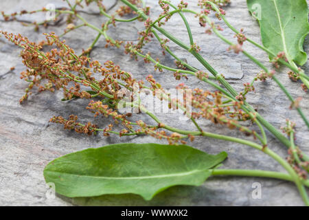 Sauerampfer-Samen, Sauerampfersamen, Ampfer-Samen, Ampfersamen, Samen, Saat, Kräuterernte, Sauerampfer, Wiesen-Sauerampfer, Sauer-Ampfer, Großer Sauer Stockfoto