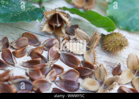 Buchecker, Bucheckern, Buche, Rot-Buche, Rotbuche, Früchte, Fagus sylvatica, gemeinsame Buche, Buche, die Buche, beechnut, Bucheckern, Le hêtre Commun Stockfoto