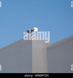 Mond und Möwe in einem mediterranen oben auf einem weissen Haus Stockfoto