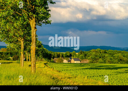 Reihen von jungen grünen Pflanzen auf ein fruchtbares Feld mit dunklen Boden in warmer Sonnenschein unter dramatischen Himmel Stockfoto