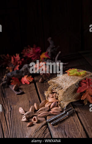Canarium ovatum, allgemein bekannt als Pili ist eine Pflanzenart aus der Gattung der tropischen Baum Stockfoto