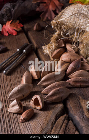 Canarium ovatum, allgemein bekannt als Pili ist eine Pflanzenart aus der Gattung der tropischen Baum Stockfoto