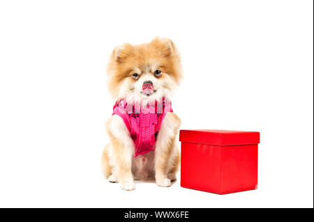 Pomeranian Hund neben einem roten vorhanden, Stockfoto