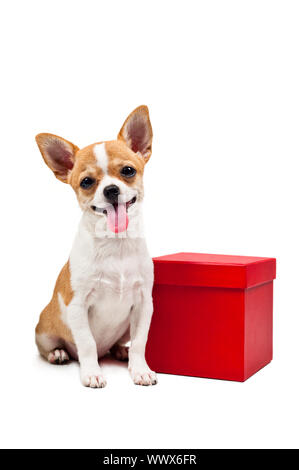 Pommerschen Hund neben einer roten Geschenkbox über weiß Stockfoto