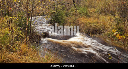 Herbstliche Creek, Hohes Venn, Monschau, Eifel, Nordrhein-Westfalen, Deutschland, Europa Stockfoto