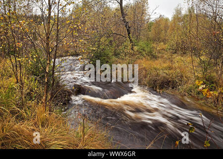 Herbstliche Creek, Hohes Venn, Monschau, Eifel, Nordrhein-Westfalen, Deutschland, Europa Stockfoto