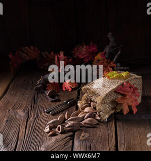 Canarium ovatum, allgemein bekannt als Pili ist eine Pflanzenart aus der Gattung der tropischen Baum Stockfoto