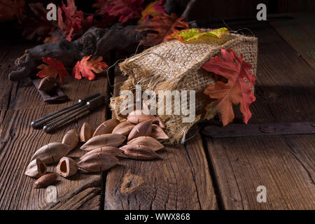 Canarium ovatum, allgemein bekannt als Pili ist eine Pflanzenart aus der Gattung der tropischen Baum Stockfoto