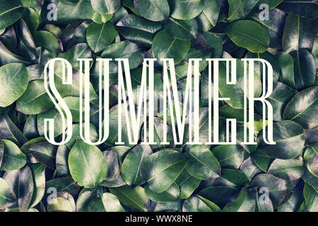 Das Konzept: Sommer Natur, Sommerurlaub, Reise. Die Inschrift Sommer in einen weißen Rahmen Aga Stockfoto