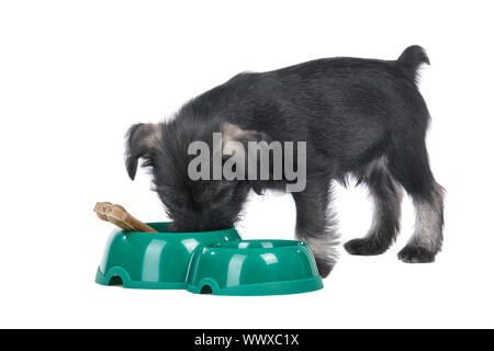 Mittelschnauzer Welpen auf weißem Hintergrund Hund in der Nähe der Schüssel isoliert mit Knochen Stockfoto