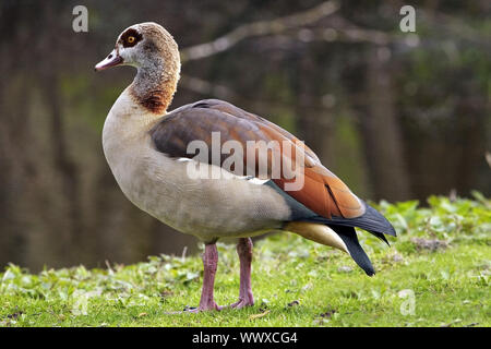 Nilgans (Alopochen aegyptiacus) in einem Park von der Wasserseite, Bochum, Deutschland, Europa Stockfoto