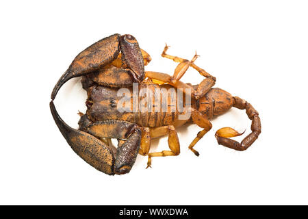 Ein Skorpion, der großen australischen Regenwald. Isoliert auf weiss. Stockfoto