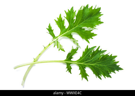 Grüne Mizuna Salat iusolated auf weißem Hintergrund Stockfoto