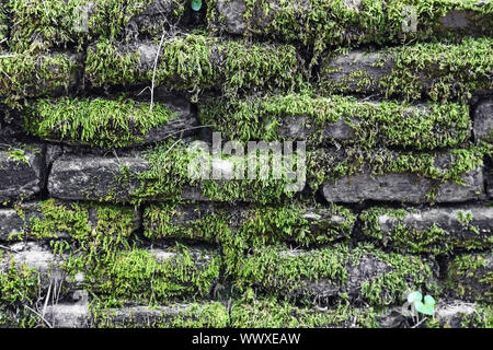 Mauer aus Stein bedeckt mit Moos Stockfoto