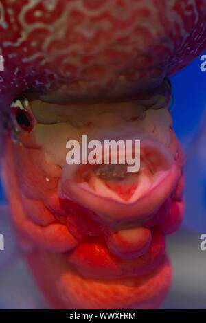 In der Nähe von red flower horn Fische im Aquarium Stockfoto