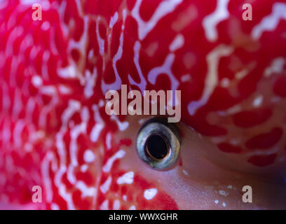 In der Nähe von red flower horn Fische im Aquarium Stockfoto