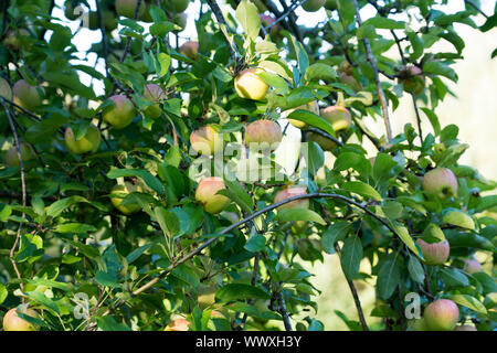 Finkenwerder Herbstprinz, Deutsch apple Cultivar, Deutschland, Europa Stockfoto