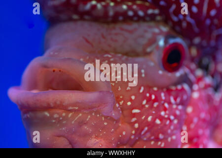 In der Nähe von red flower horn Fische im Aquarium Stockfoto