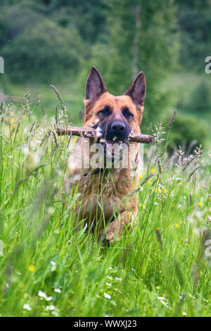 Deutscher Schäferhund auf grünem Gras in Park Stockfoto