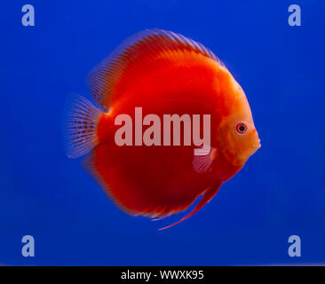 Red Melone discus Fisch auf blauem Hintergrund aquarium Stockfoto