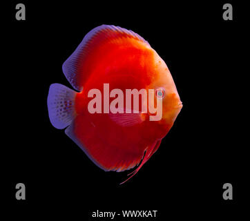 Red Melone Diskus auf schwarzem Hintergrund aquarium Stockfoto