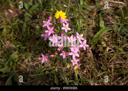 Centaury (lat. Centaurium) im Naturpark in der Nähe von Vrouwenpolder Oranjezon auf der Halbinsel Walcheren, Zeeland, Niederlande Tausengueldenkraut (lat. Stockfoto