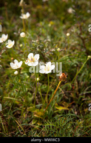 Marsh Grass der Parnassus (Parnassia palustris) im Naturpark in der Nähe von Vrouwenpolder Oranjezon auf der Halbinsel Walcheren, Zeeland, Niederlande. Summe Stockfoto