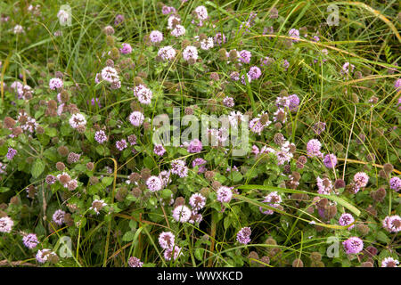 Wasser Minze (lat. Mentha Aquatica) im Naturpark in der Nähe von Vrouwenpolder Oranjezon auf der Halbinsel Walcheren, Zeeland, Niederlande Wasserminze (Menth Stockfoto