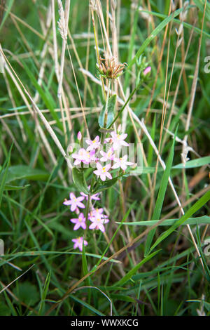 Centaury (lat. Centaurium) im Naturpark in der Nähe von Vrouwenpolder Oranjezon auf der Halbinsel Walcheren, Zeeland, Niederlande Tausengueldenkraut (lat. Stockfoto