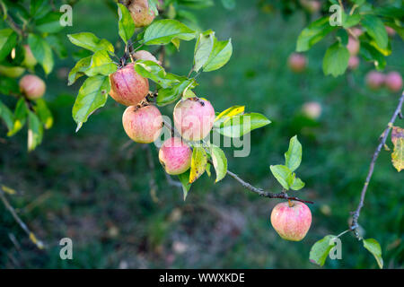 Finkenwerder Herbstprinz, Deutsch apple Cultivar, Deutschland, Europa Stockfoto