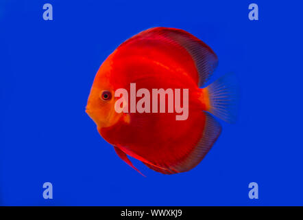 Red Melone discus Fisch auf blauem Hintergrund aquarium Stockfoto