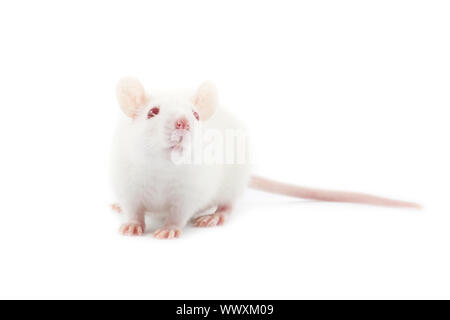 Ratte, die isoliert auf weißem Hintergrund Stockfoto