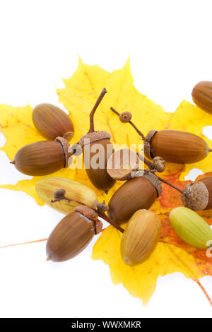 Zugeschnittene Bild aus einer Reihe von Eicheln auf gelbe Ahornblatt liegen isoliert (XXL) Stockfoto