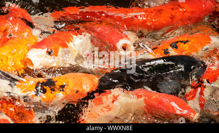 Koi Karpfen Feeding Frenzy in Asien Stockfoto