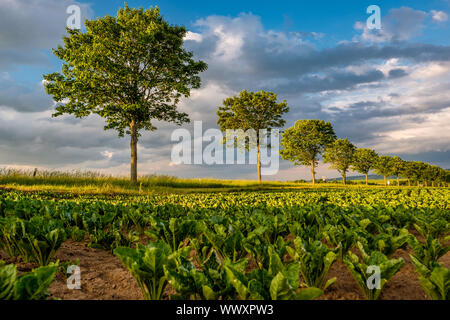 Reihen von jungen grünen Pflanzen auf ein fruchtbares Feld mit dunklen Boden in warmer Sonnenschein unter dramatischen Himmel Stockfoto
