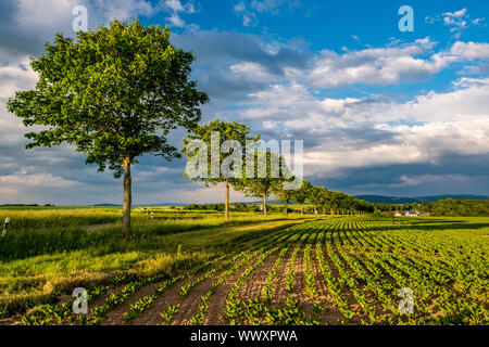 Reihen von jungen grünen Pflanzen auf ein fruchtbares Feld mit dunklen Boden in warmer Sonnenschein unter dramatischen Himmel Stockfoto