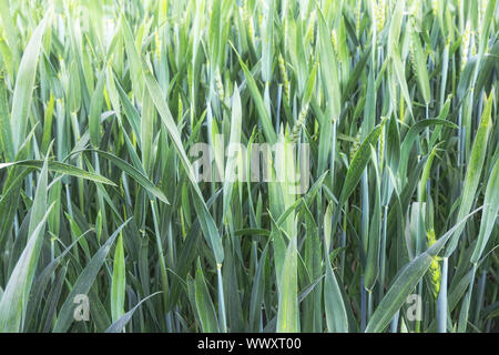 Weizen auf Feld, close-up. Stockfoto